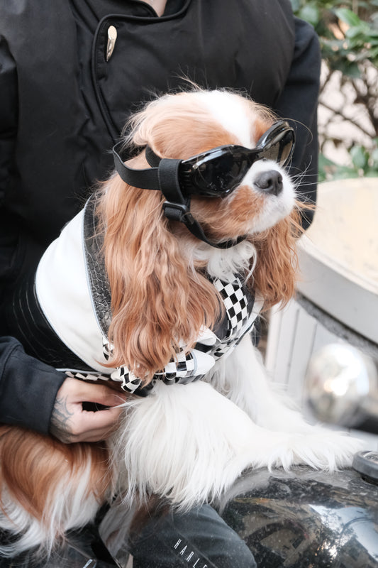 Unleash Urban Style with Our New Moto-Inspired Pet Outfits for Cats and Dogs