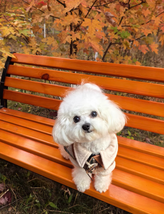 BITEONE's Autumn/Winter Collection: Classic French-Style Caramel Sweater for Cats and Dogs