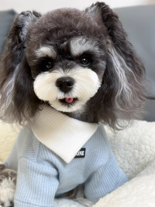 Cozy Knits for Your Furry Friends: A Winter Wardrobe Update