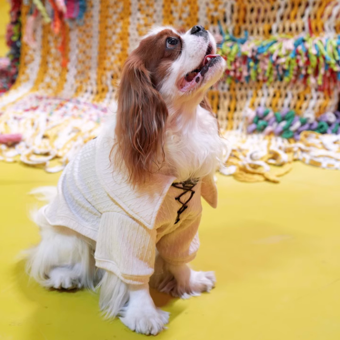 The Trendy World of Pet Clothing: More Than Just a Fad