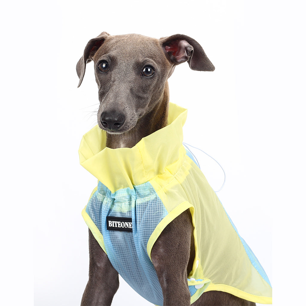 Dress to Impress: Summer Style for Your Furry Friends