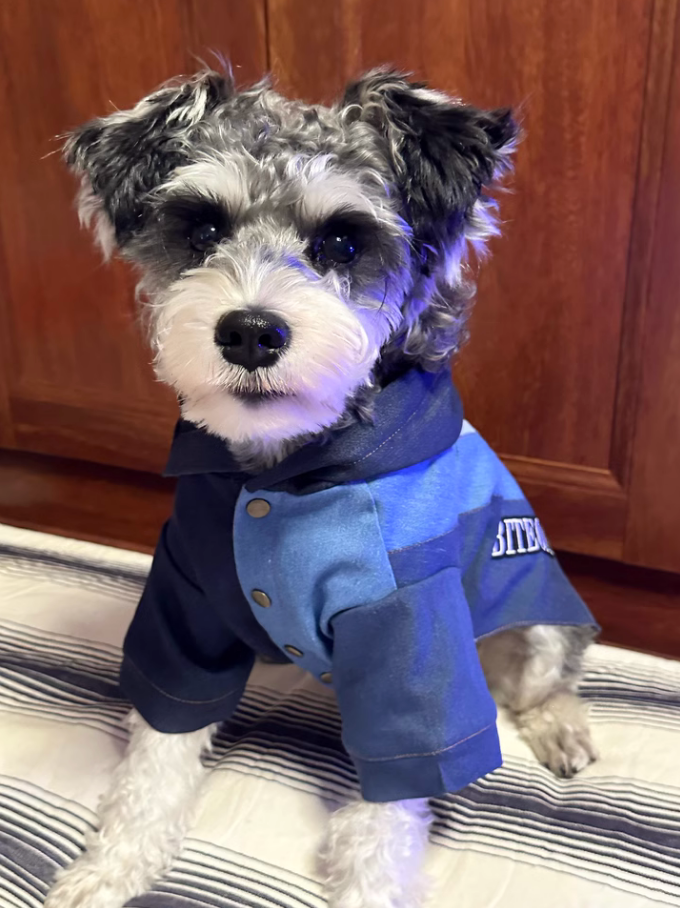 Unleash Style with BITEONE's New Fall/Winter Pet Fashion: American Denim Streetwear for Your Furry Friends