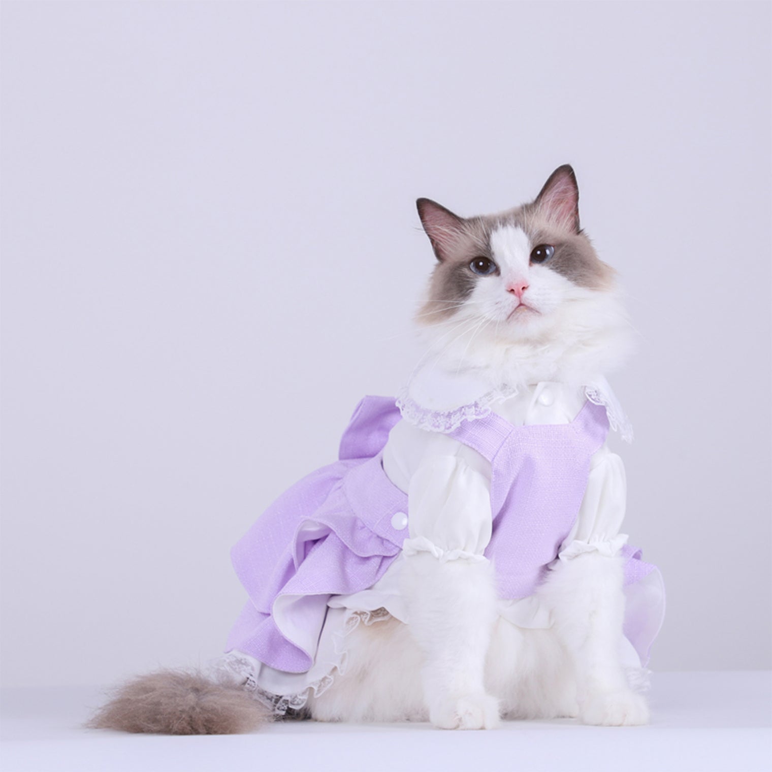 Embrace Elegance: The French Chiffon Shirt for Your Furry Friends