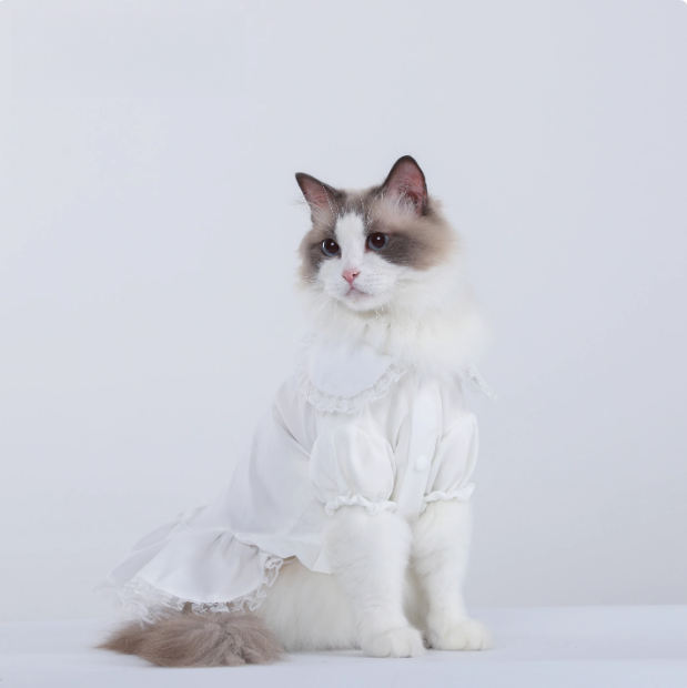 Cat, Dog, Princess Dress