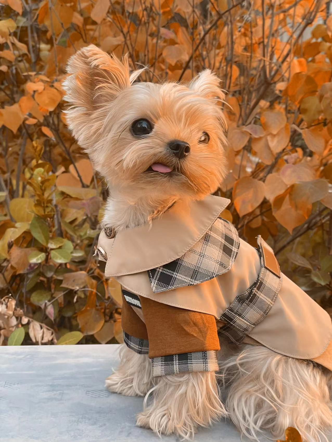 Dog And Cat Shirt + Vest