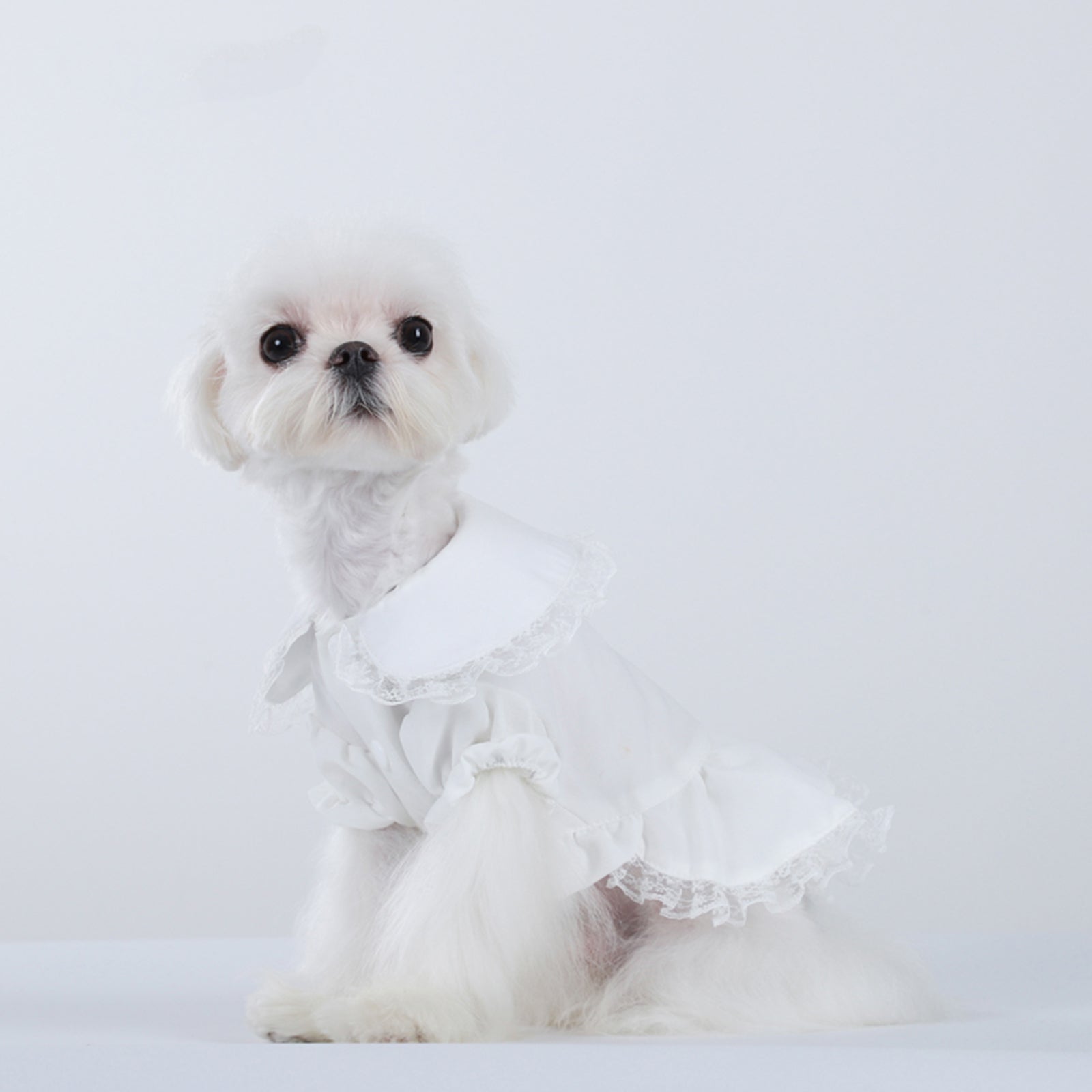 Cat, Dog, Princess Dress