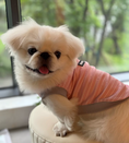 Load image into Gallery viewer, Dog Vest
