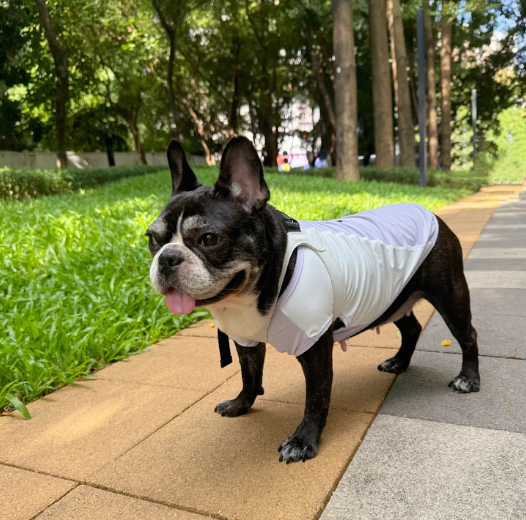 Cool Vest For Dogs