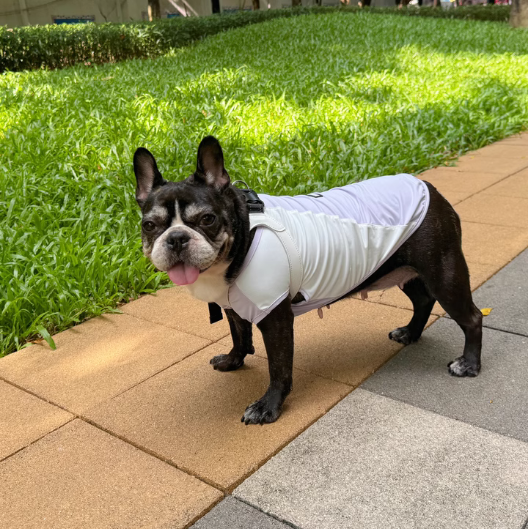 Cool Vest For Dogs