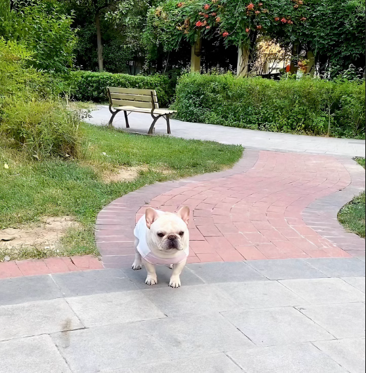 Cool Vest For Dogs