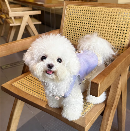 Tank Tops For Dogs