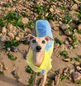 Load image into Gallery viewer, Dog Summer Clothes
