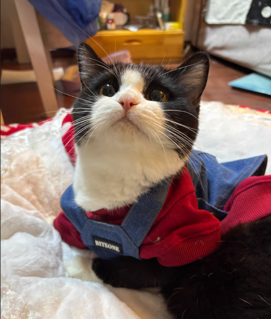 Dog Hoodie + Cowboy Suspenders