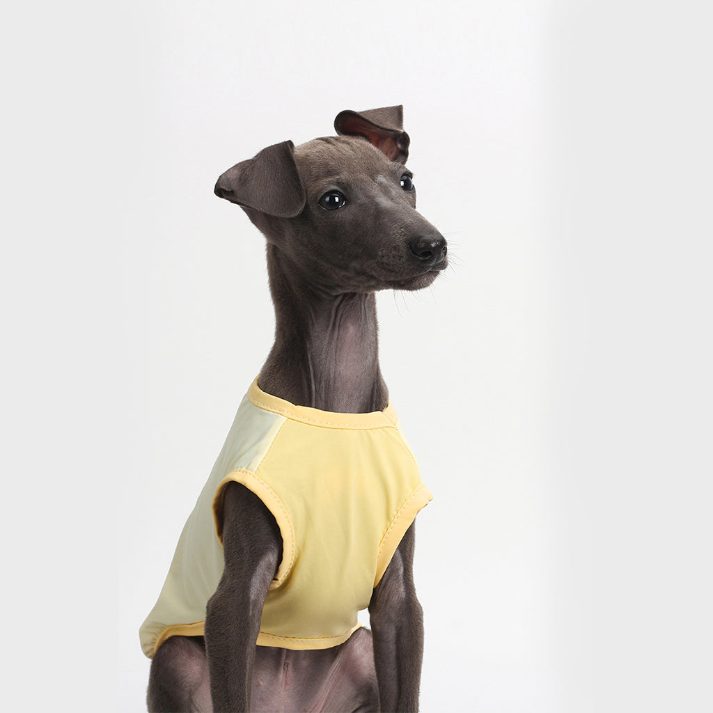 Cool Vest For Dogs